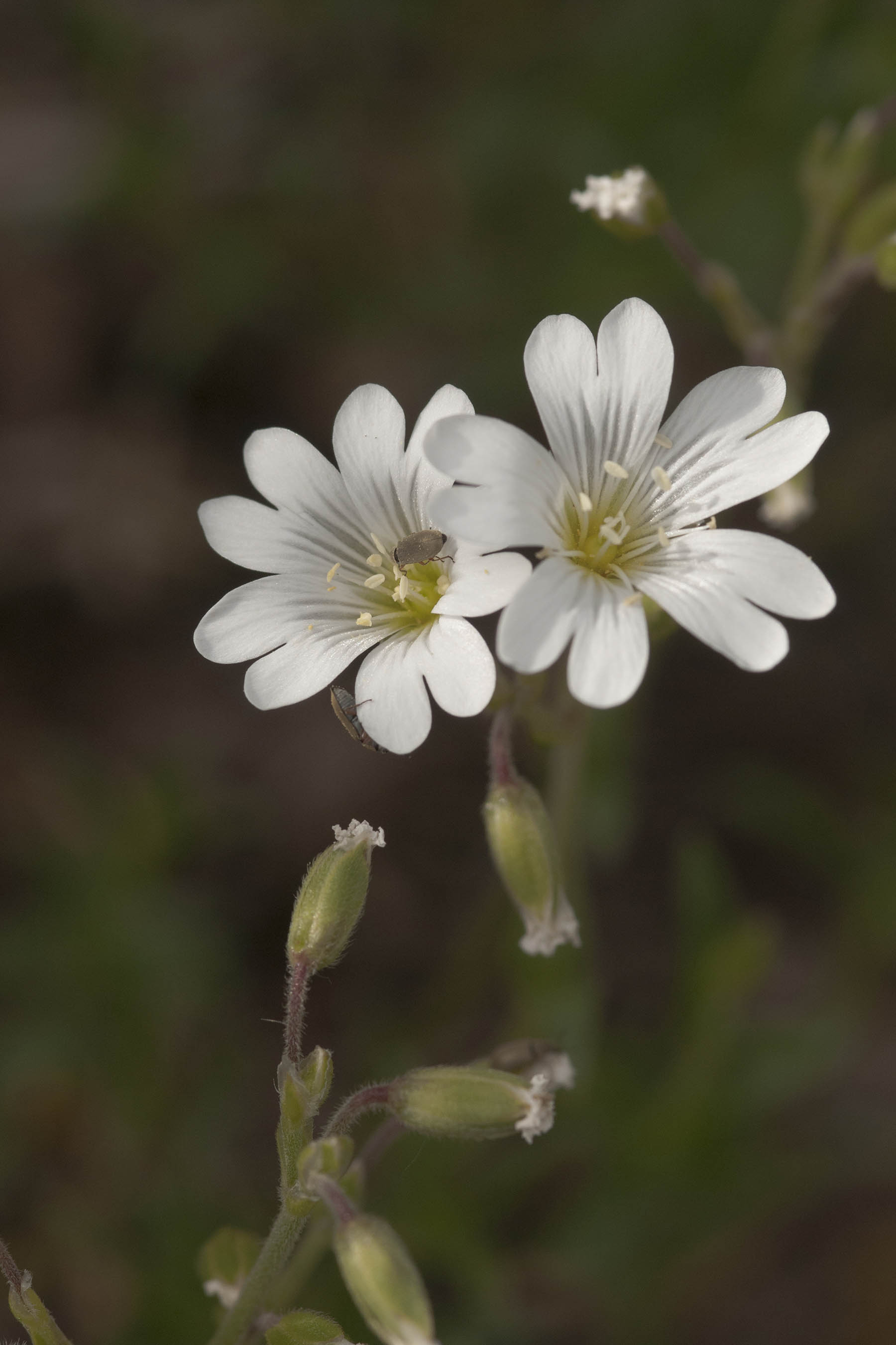 Cerastium arvense / Peverina a foglie strette